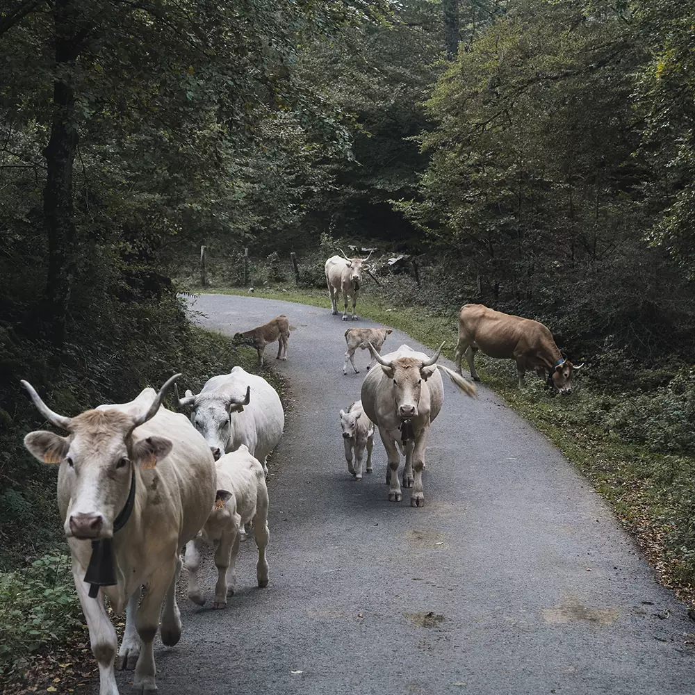 Vacas en la Selva de Irati